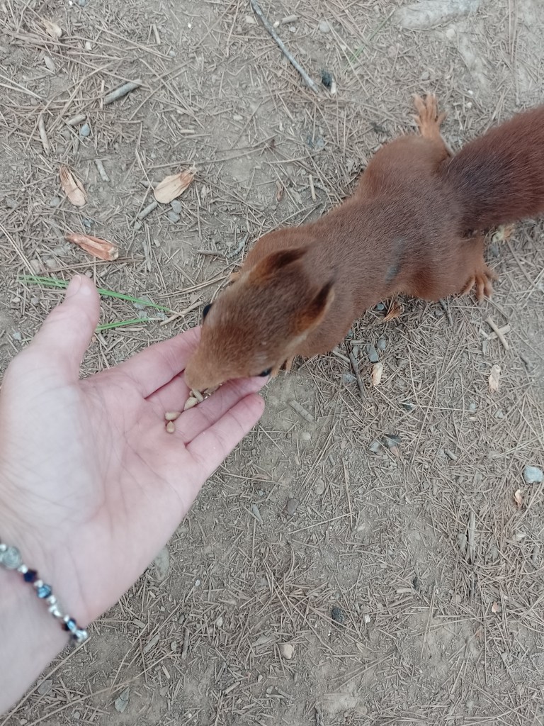 The red squirrel: page 83