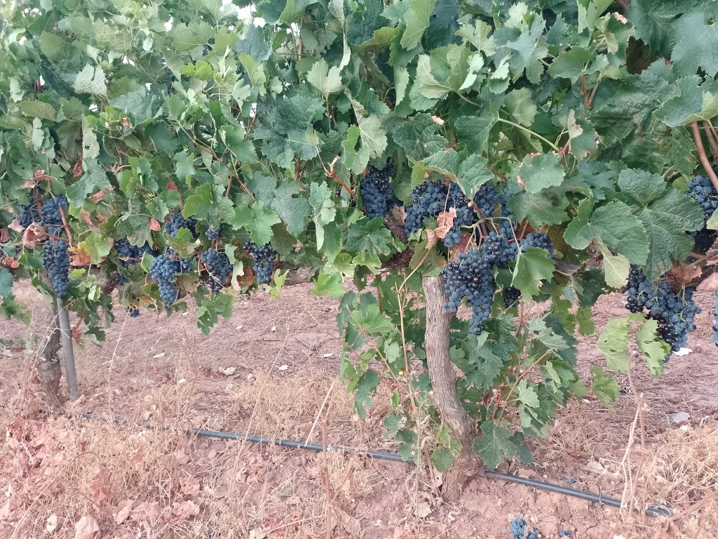 Rows of Rioja grape vines: page 61
