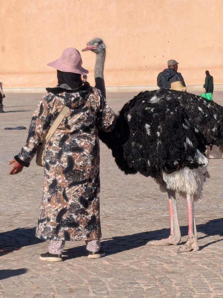 An ostrich in the square - page 95