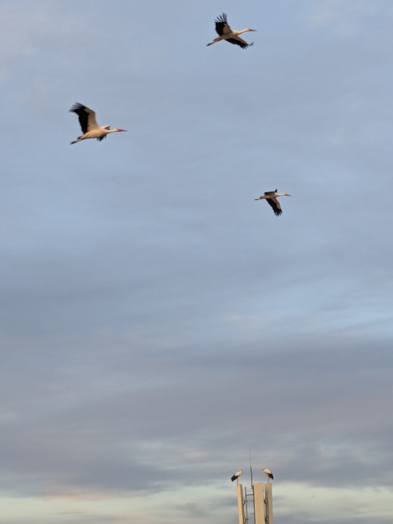 My Christmas gift, a huge flight of storks - page 107