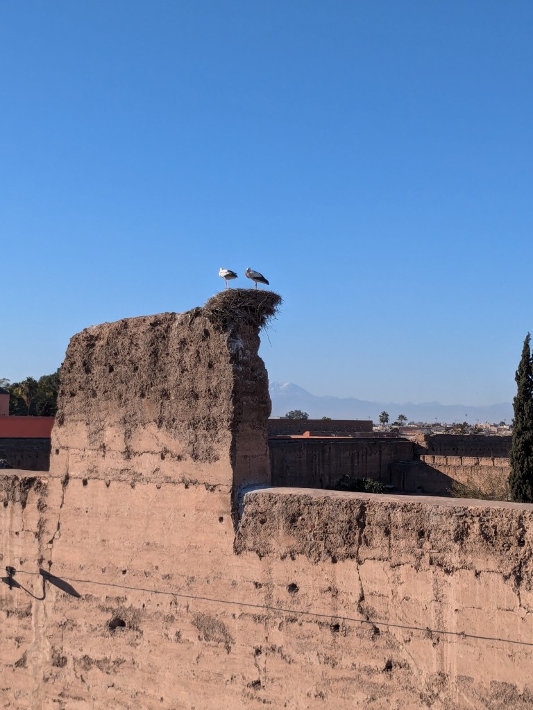 Storks on the rooftop - page 237